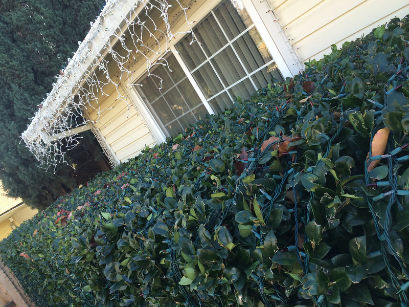 hedge with christmas lights